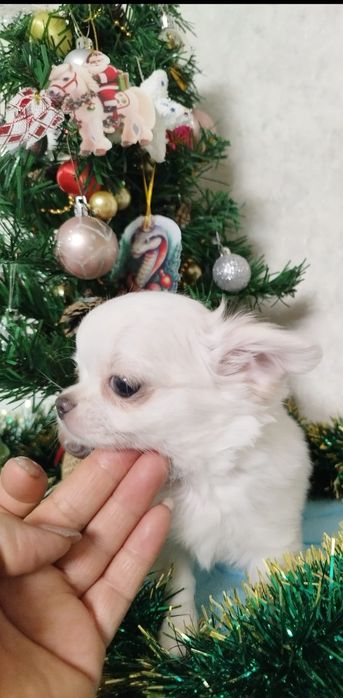 Чихуахуа миник девочка