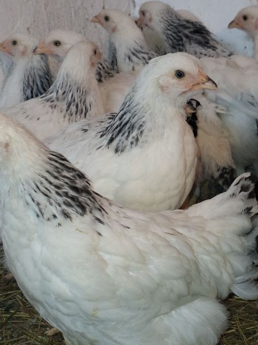 Цыплята Адлерская