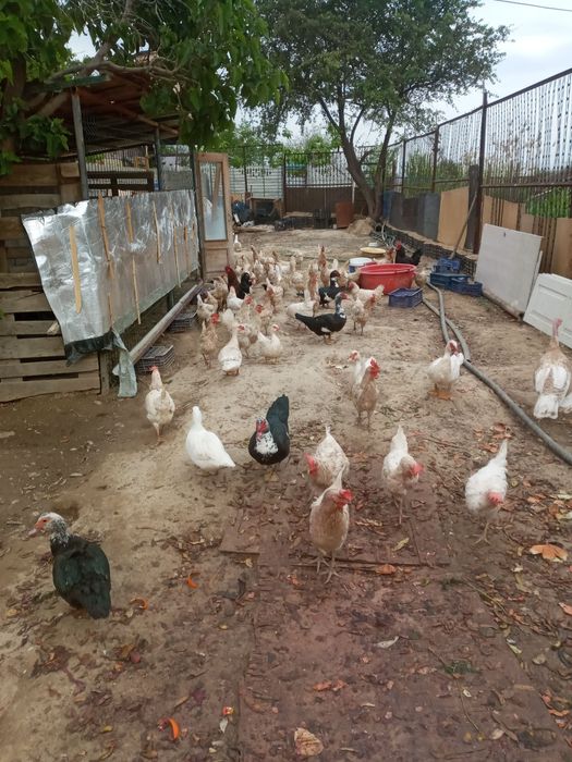 Xoʻroz~tovuq, oʻrdak, kurkalar sotiladi