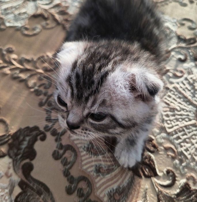 Вислоухих Шотландские Котята