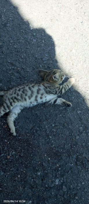 Отдам котят 2 девочки