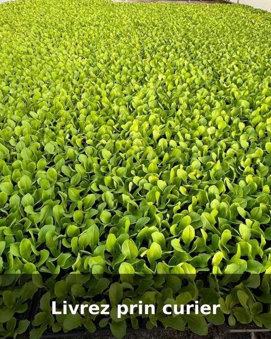 Răsad salată verde/creață verde/creață roșie - livrare prin curier