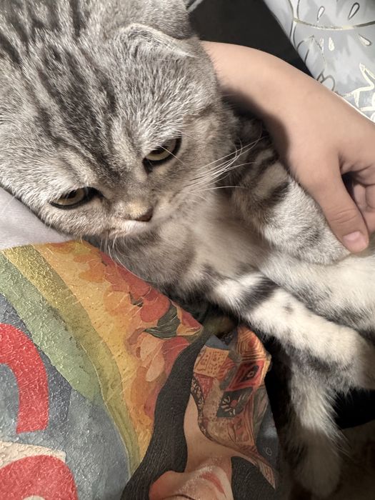 Шотландская вислоухая кот