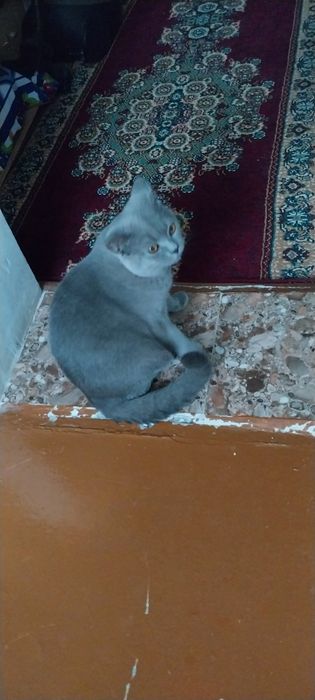 Продаётся Британский кот