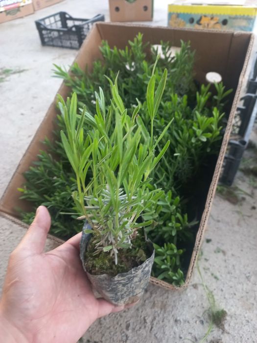 Лаванда.           .