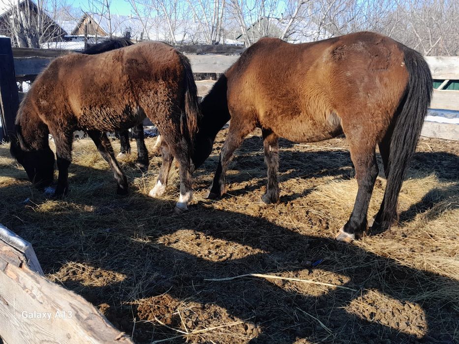 Кобыла с жеребенком
