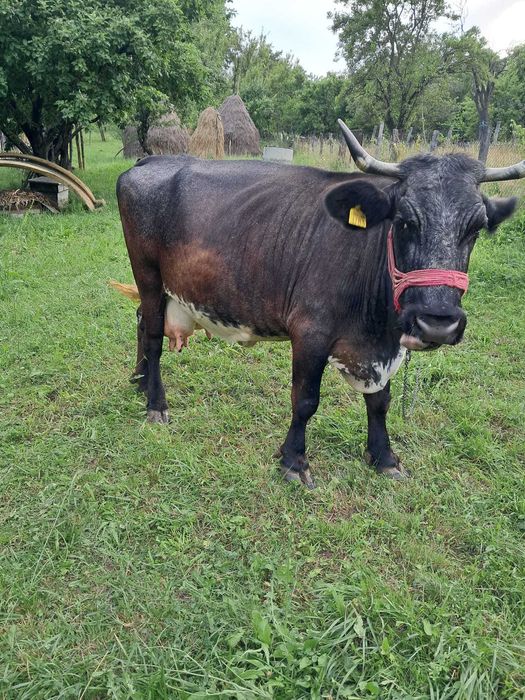 Vaca de  vânzare
