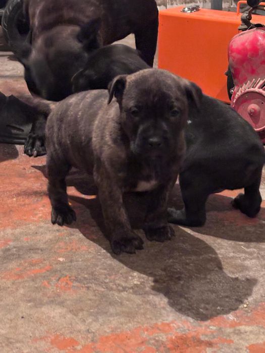 Продам щенков питбуля