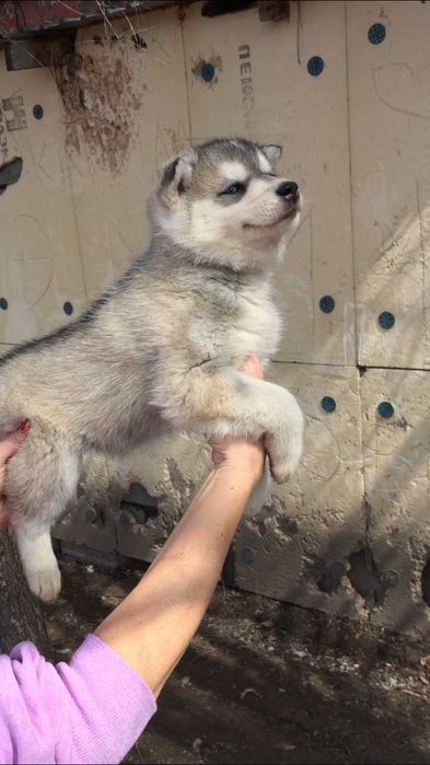 Девочка арлекино серебристая