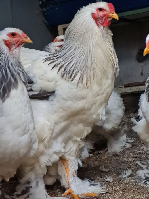 Cocos Brahma Columbia alb albastru