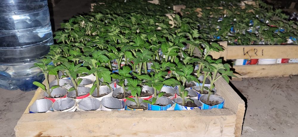 Продаётся рассада