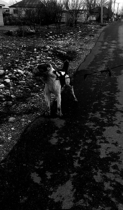 Таза қанды алабаи сатылады