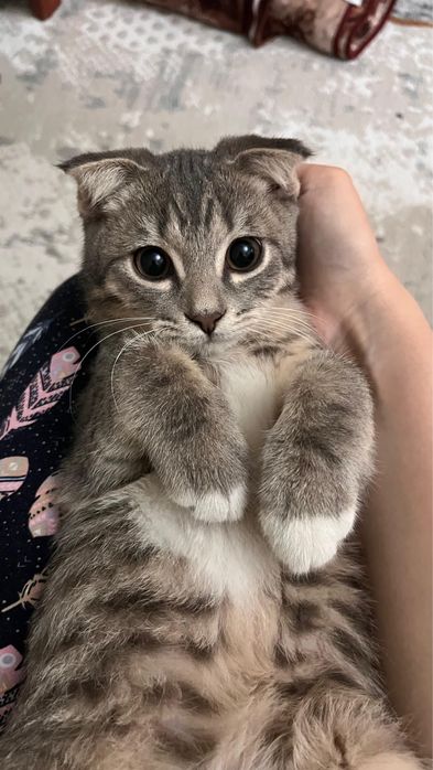 Вислоухий котенок