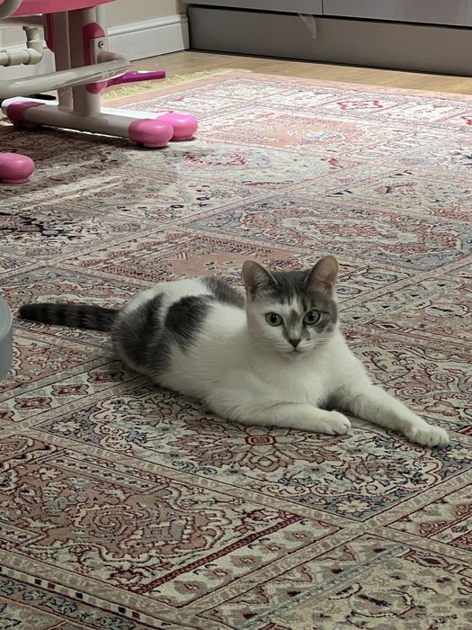 Отдам кошку в добрые руки. Бесплатно