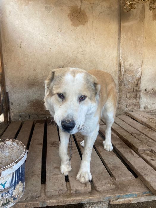 Пародасы жақсы ит сатылады