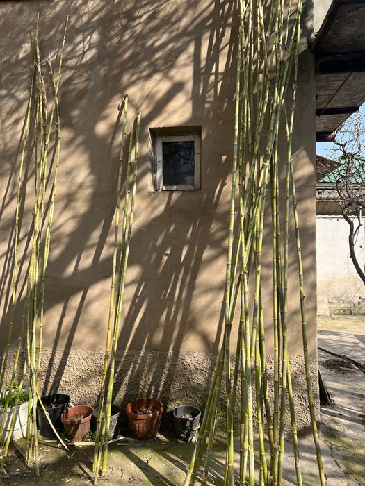Бамбук камышовый