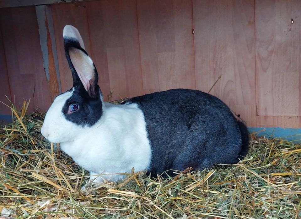 Iepuri hycole francez pui si adulți