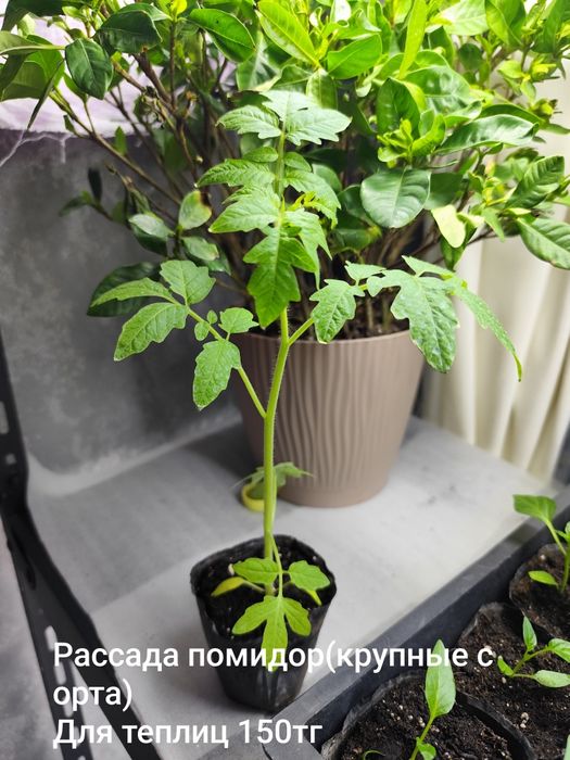 Продаю рассаду помидор, перец.