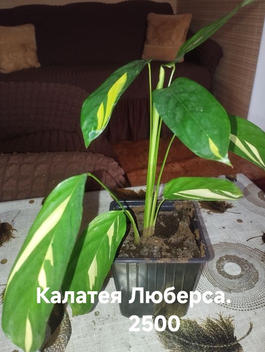 Продам комнатные растения