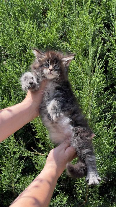Котята породы мейнкун