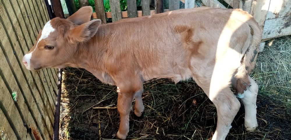 Vitica Baltata Romaneasca