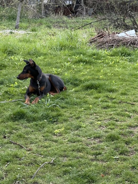 Продавам чистокръвен женски доберман