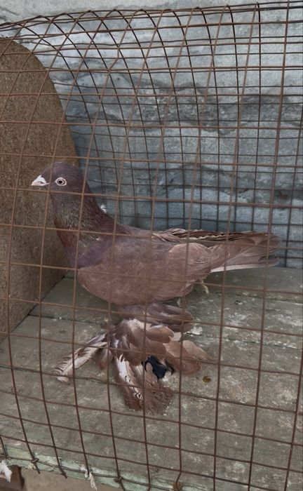 Голуби на гребле!