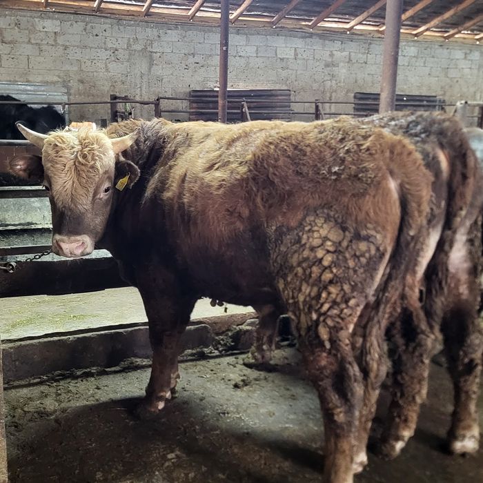 Продам 12 голов быков