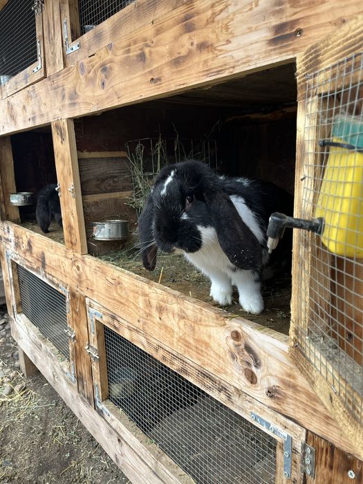 Iepuri berbec german