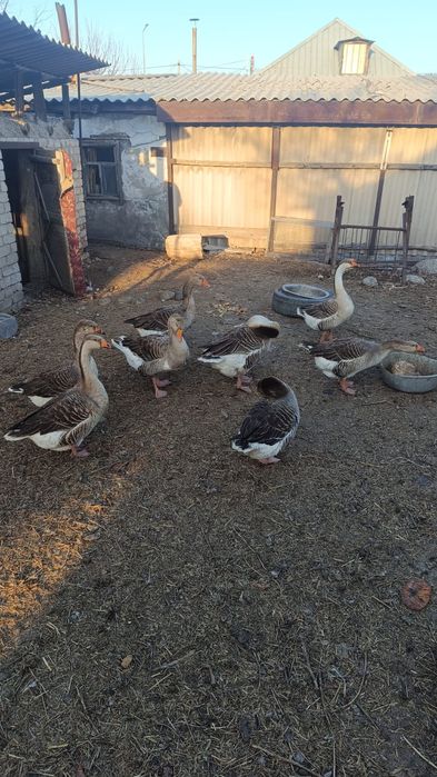 Гуси крупно серые