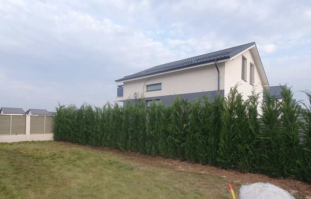 Leylandy cupressocyparis