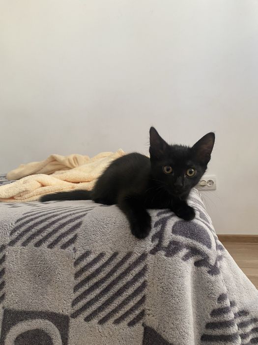 Отдам котят даром