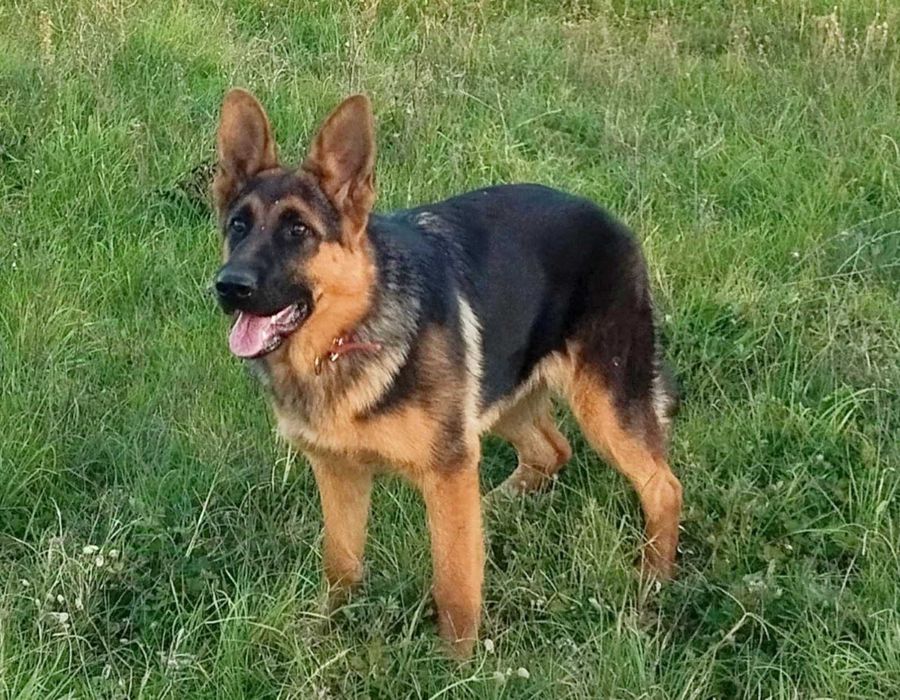 Продавам немска овчарка