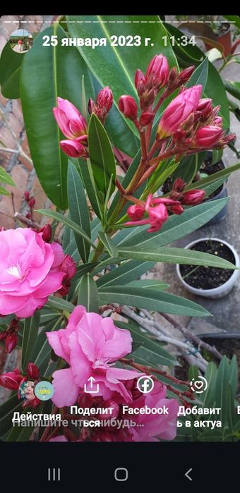 Укорененные черенки, писать на вотсап