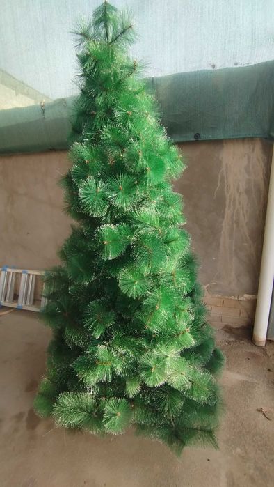 Ёлки сотилади 200 000 Минг сом