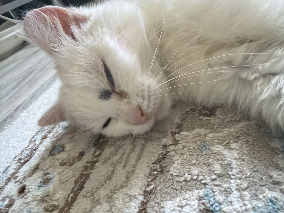 Кошка белая чистая