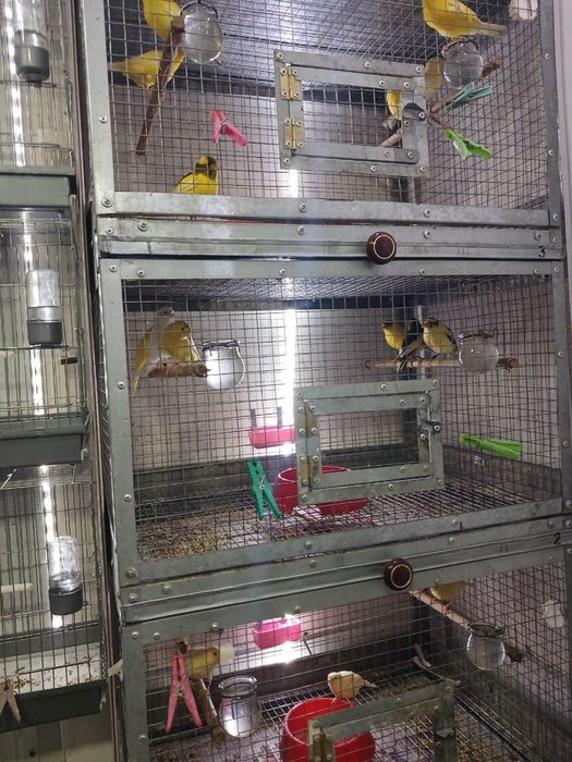 Продаётся канарейки овсяночного напева