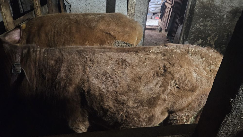 Семіз тайыншалар