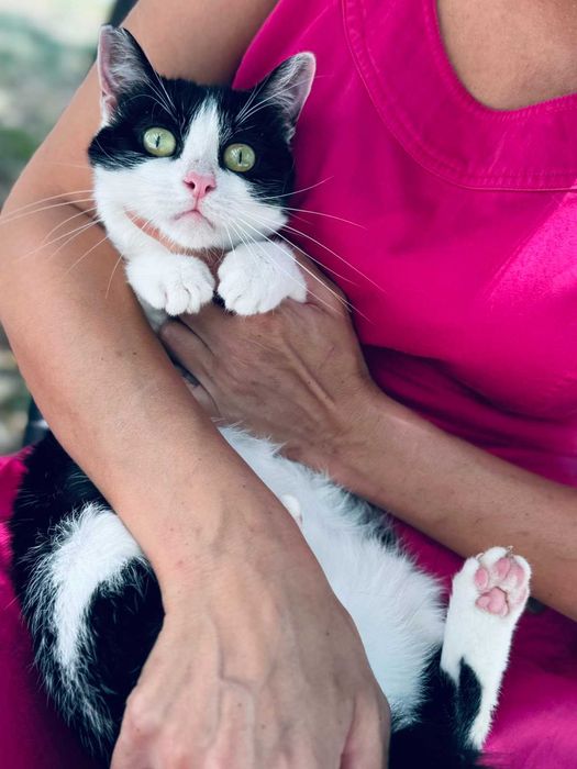 Коте Kари търси своя дом