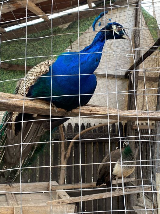 Pauni de vanzare--- Susani, jud Valcea