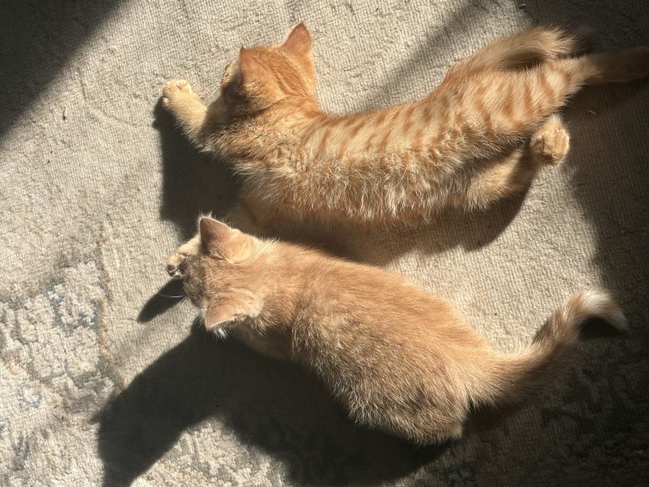 отдаем рыжих котят