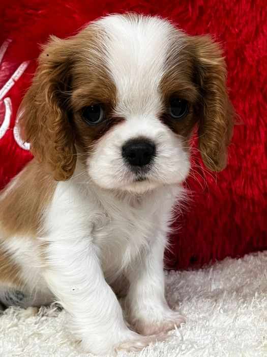 Кавалер кинг чарльз спаниель