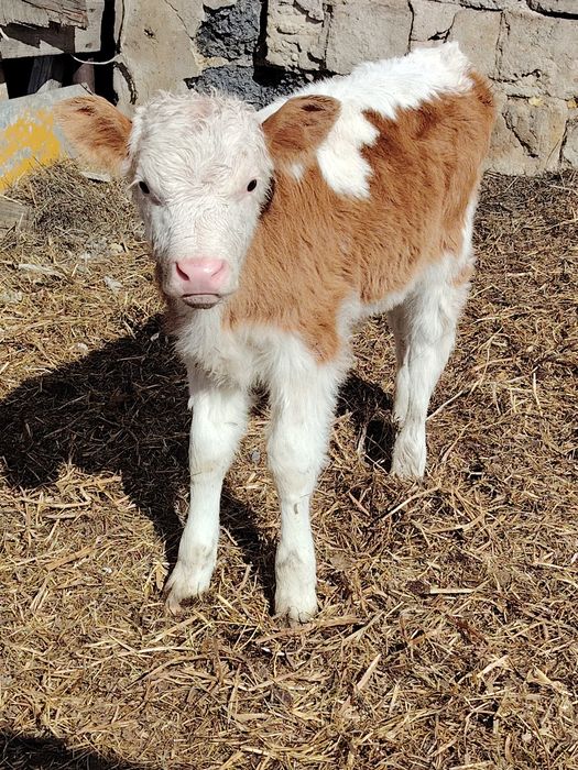 Продам 2х  телят