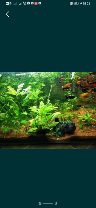 Plante easy.        .