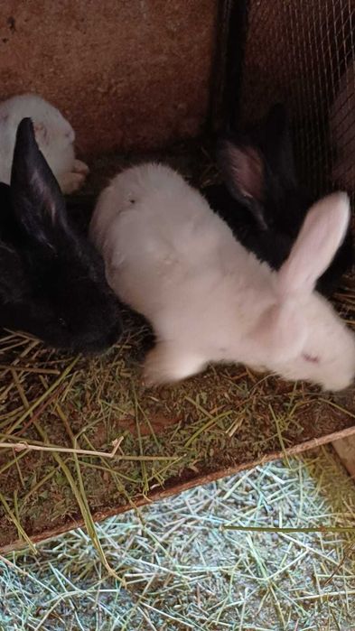 Продам крольчат микс