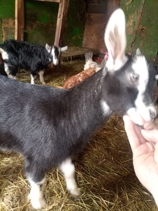 Трое девочек козлят