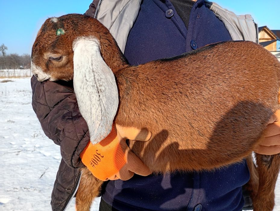 Iadă Anglonubiana cu pedigree