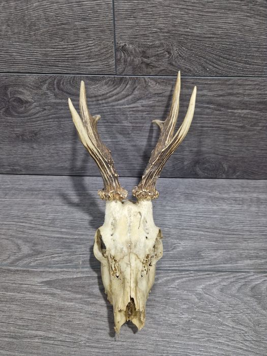 Рога и черепи с рога от сръндак