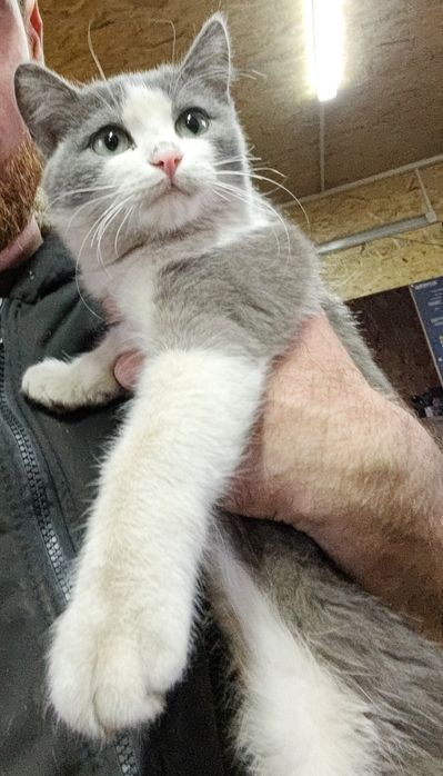 Молодой, игрый кот