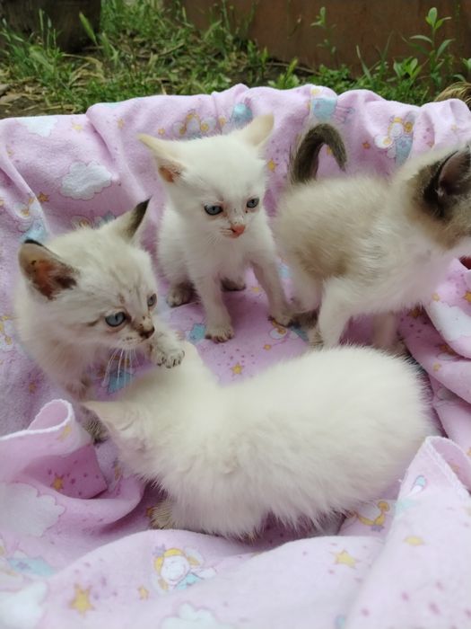 Отдам котят в добрые руки